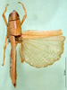 CollectionObject 1500954; 8b51cf6e-efaf-432f-94a9-df95275fe9b3, DORSA BA000329S01: female, dorsal view (holotype). (CollectionObject).