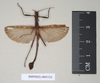 CollectionObject 1559139; 18de9399-c13d-434a-a238-42a9dc227728: copyright Natural History Museum, London. male (syntype). (CollectionObject).;CollectionObject 1559140; 72b1980c-941b-4f93-8ee5-e9ed0faa7475: copyright Natural History Museum, London. male (syntype). (CollectionObject).
