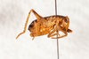 CollectionObject 1475078; 3d8b6814-7d93-44ce-8061-68ae0ef855dc: male, lateral view (holotype). (CollectionObject).