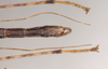 CollectionObject 1557212; NHMUK(SF IMPORT DUPLICATE) 844729, ec1666cf-b9a0-438f-a476-303482397e04: copyright Natural History Museum, London. male: end of abdomen, ventral view (holotype). (CollectionObject).