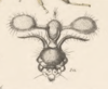 Head: !! display not done !! on Cyphonia clavata (Fabricius, 1787): (Observation).
