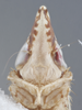 Head: !! display not done !! on Flexamia pyrops (Crumb, 1915): Face. (Observation).
