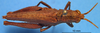 CollectionObject 1538326; 925cd9fe-8f9f-4ad6-a6bf-9d74abb5aeff: female, dorsal view (holotype of Truxalis coriacea). (CollectionObject).