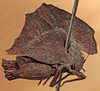 CollectionObject 1531093; UZIU Thunberg Collection nr 222188, 033d58a7-e764-4fd9-aa73-ac1b279f1d6e: male, lateral view (holotype). (CollectionObject).