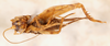 CollectionObject 1477770; 68a4550e-ec7f-4988-8bf3-064a7fd89dab: female, ventral view (holotype). (CollectionObject).