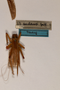 CollectionObject 1531221; 0edfc87f-3b3d-4b02-979d-29eb5f94ad71: female, on drawer (holotype). (CollectionObject).