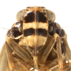 Head: (Observation).