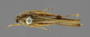 CollectionObject 1523089; 107120da-d1a5-4cea-82bf-4f1fa340443d: male, dorsal view (lectotype). (CollectionObject).