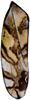 Forewing on Eualebra michaelorum Dietrich, 2013: Forewing. (Observation).