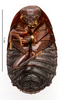 CollectionObject 1587229; MNHN(SF IMPORT DUPLICATE) MNHN-EP-EP1116, 7e1d335f-a908-4d0c-acb1-6a9e34b69d8b: CC BY-NC-ND 4.0/MNHN - Depraetere Marion - 2014. Syntype, sex unknown, of rugosa Shelford, 1907. Specimen number: MNHN-EP-EP1116. http://coldb.mnhn.fr/catalognumber/mnhn/ep/ep1116. (CollectionObject).