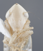 Head: (Observation).