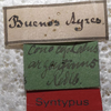 labels (holotype). Depicts CollectionObject 1505696; f71099c5-ebd6-438a-aaf7-1ff8b05dcbe2, a CollectionObject.