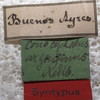 CollectionObject 1505696; f71099c5-ebd6-438a-aaf7-1ff8b05dcbe2: labels (holotype). (CollectionObject).