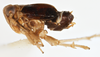 Habitus, lateral view on Delphacodes caerulatus Beamer, 1947: (Observation).