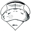 Head: !! display not done !! on Paramesus Fieber, 1866: Paramesus obtusifrons, head, pronotum, and mesonotum, dorsally. (Observation).