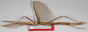 CollectionObject 1563697; fc737d25-64f3-4020-8b50-58afe227e26c: copyright F. Hennemann. male, lateral view (paratype). (CollectionObject).;CollectionObject 1563698; c8942c7b-19a1-42cb-92ea-ff04c56c5154: copyright F. Hennemann. male, lateral view (paratype). (CollectionObject).;CollectionObject 1563699; 2be125d9-3a27-4340-b2ab-14e7d1f19ef3: copyright F. Hennemann. male, lateral view (paratype). (CollectionObject).
