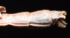 CollectionObject 1580896; aa2ea370-5b4c-47f0-a9fc-90e9ac582779: copyright FRCS, Sabah. male: end of abdomen, dorsal view (holotype). (CollectionObject).