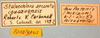 CollectionObject 1514431; c7eb7eb3-50d0-4d8b-9a05-f58e94beb22f, MLP0057/4: labels (paratype). (CollectionObject).