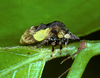 Cyphotes Burmeister, 1835: _Cyphotes_. (Otu).
