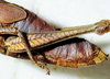CollectionObject 1498817; d9801811-edea-4dbe-8727-8ee644bd931e: female, abdomen. (CollectionObject).