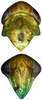 Head on Distantasca tuberculata (Zhang & Liu, 2010): Head. (Observation).