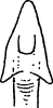 Aedeagus, ventral view: Aedeagus, ventral view. (Observation).