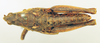 CollectionObject 1570996; 052aa75a-c818-4e37-96fb-e1dab15c38ee: male, dorsal view (paratype). (CollectionObject).