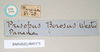 CollectionObject 1561348; NHMUK(SF IMPORT DUPLICATE) 845172-845173, 023e3109-caa2-4943-bf8c-569cbda484df: copyright Natural History Museum, London. male, data labels (syntype). (CollectionObject).