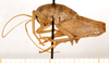 CollectionObject 1499253; 5b7e1690-9f58-4e29-ae56-c4eb17b1462d: male, lateral view (holotype). (CollectionObject).