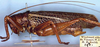 male, lateral view (syntype). Depicts CollectionObject 1531913; 780fa7dc-9b27-4c2b-af18-6ad641a659e9, a CollectionObject.