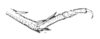 Ceuthophilus (Ceuthophilus) aridus Bruner, 1904: Fig. 220. End of caudal tibia and tarsus, male holotype, Grand Junction, CO. (Otu).