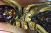 CollectionObject 1500339; 474ebcfc-33a3-410f-b1aa-2b6e9f439f63: female, ventral view (holotype). (CollectionObject).