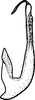 Aedeagus, lateral view: Aedeagus, lateral view. (Observation).