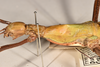 CollectionObject 1559890; 460ce897-92ad-479a-8af5-ca677354b80c: copyright OUMNH. female: head & thorax, lateral view of synonym Diapherodes (Craspedonia) undulata (holotype). (CollectionObject).