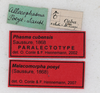 CollectionObject 1562537; dc915b62-210b-4187-9e51-11b82861d962: copyright MHNG Geneva. male, data labels (paralectotype). (CollectionObject).