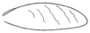 Arota panamae (Hebard, 1927): Pl. XX, Fig. 4. male tegmen (length 35.7 mm). (Otu).
