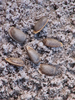 Paronchestus charon Redtenbacher, 1908: copyright Jack Hasenpusch. eggs. (Otu).