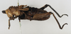 CollectionObject 1572739; 981737a9-f213-4b0c-9772-40d50ea679ec: male, lateral view (paralectotype). (CollectionObject).