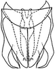 Subgenital plate: !! display not done !! on Chlorotettix borealis Sanders & DeLong, 1917: genital capsule, ventrally. (Observation).