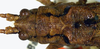 CollectionObject 1516753; ef147519-59f9-448c-a47a-5f84390c2ed4: female head and pronotum, dorsal view (holotype). (CollectionObject).