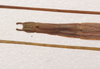 CollectionObject 1562740; 50edbb83-a98f-48e7-9246-770b736518c2: copyright QMBA. male: end of abdomen (paratype). (CollectionObject).
