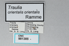 CollectionObject 2868652; 99913d5d-727f-4b39-a0a6-77f7202c854d, CNCI 981385: Traulia orientalis. (CollectionObject).