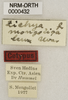 CollectionObject 1566727; b9fe6d07-052f-4ba7-9565-a433e921d74d: labels (syntype). (CollectionObject).