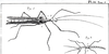 Pseudophasma phthisicum (Linnaeus, 1758): from de Geer 1773, pl. 36:1. female - the first image of the species described by Linnaeus. (Otu).