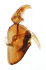 Pygofer, lateral view: !! display not done !! on Pissonotus divergens Bartlett, 2000: (Observation).