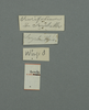Pulchriphyllium crurifolium (Audinet-Serville, 1838): copyright UMO. female, data labels (lectotype). (Otu).