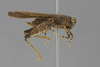CollectionObject 1522996; 243b1286-6ab5-47c7-b0b5-62b400bedcc4: male, lateral view (holotype of Paurotarsus amazonus). (CollectionObject).