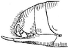 Sphaeropyga striolata (Redtenbacher, 1892): Fig. 102. male end abdomen. (Otu).