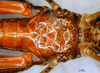 CollectionObject 1521450; c3568e87-82ae-4cf2-a711-a63a09d8f260: female, thoracic sternites (allotype). (CollectionObject).