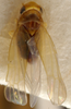 Habitus, dorsal view on Coganoa Dworakowska, 1976: Habitus (paratype of C. cogani Dwor., USNM collection). (Observation).